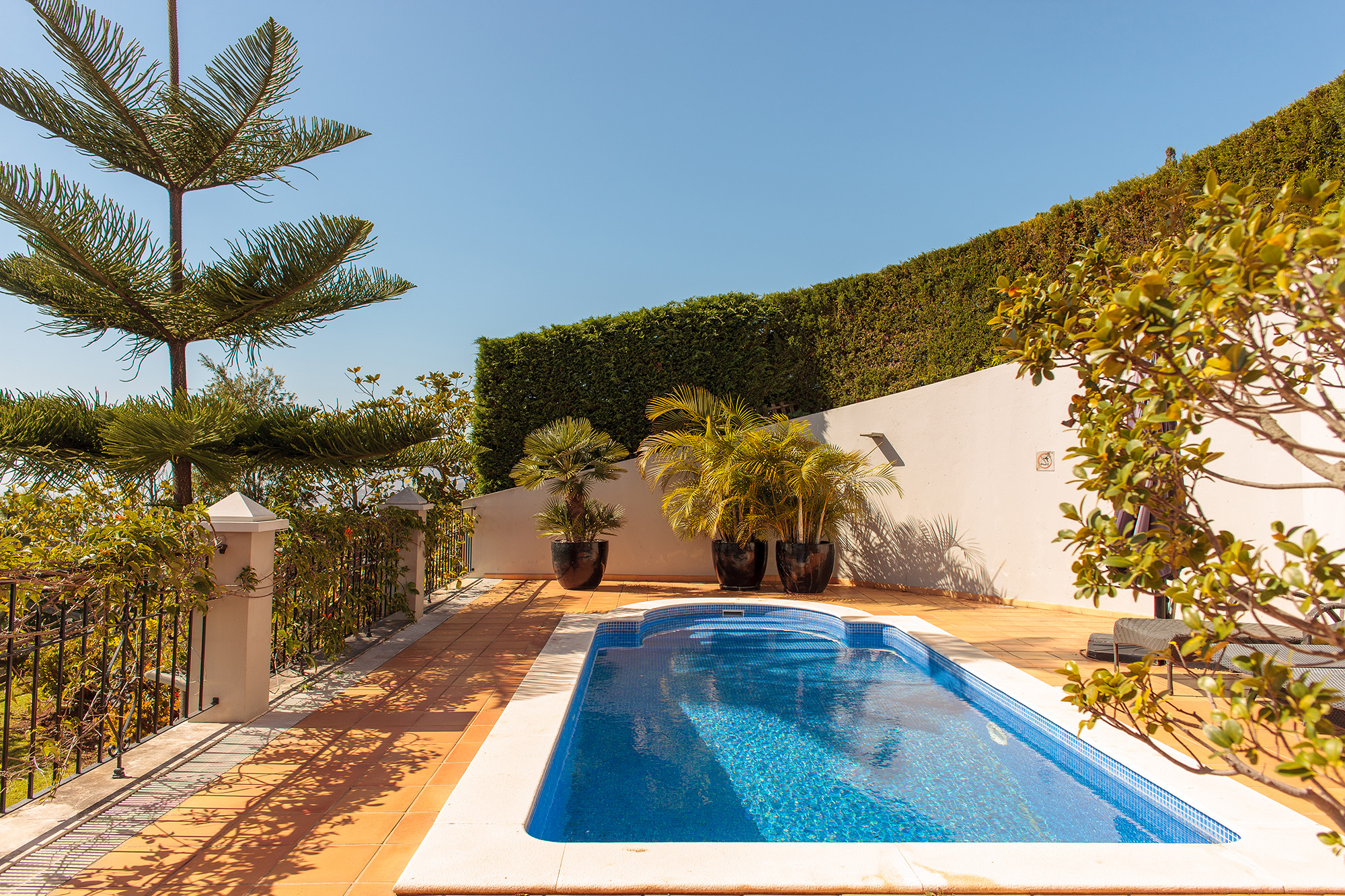 Blue rectangular swimming pool with terracotta tile surround, palm trees in ceramic pots, ivy-covered white wall, Mediterranean vegetation, Palheiro Village villa, Madeira