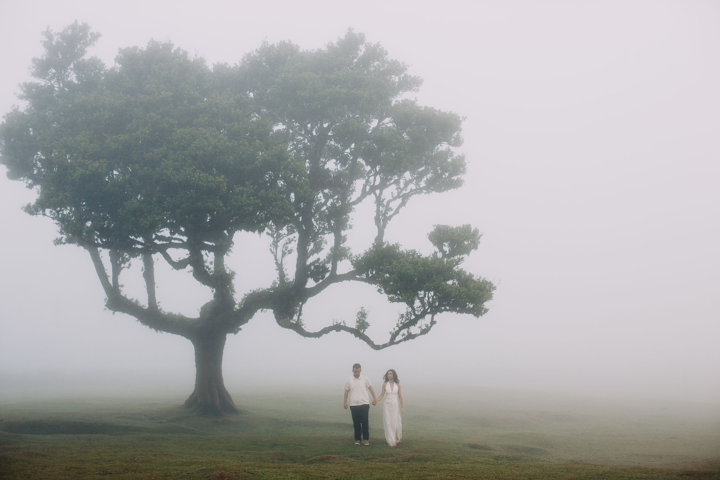 A single laurel fills half the frame while the couple stands small beneath it, Fanal Forest, Madeira