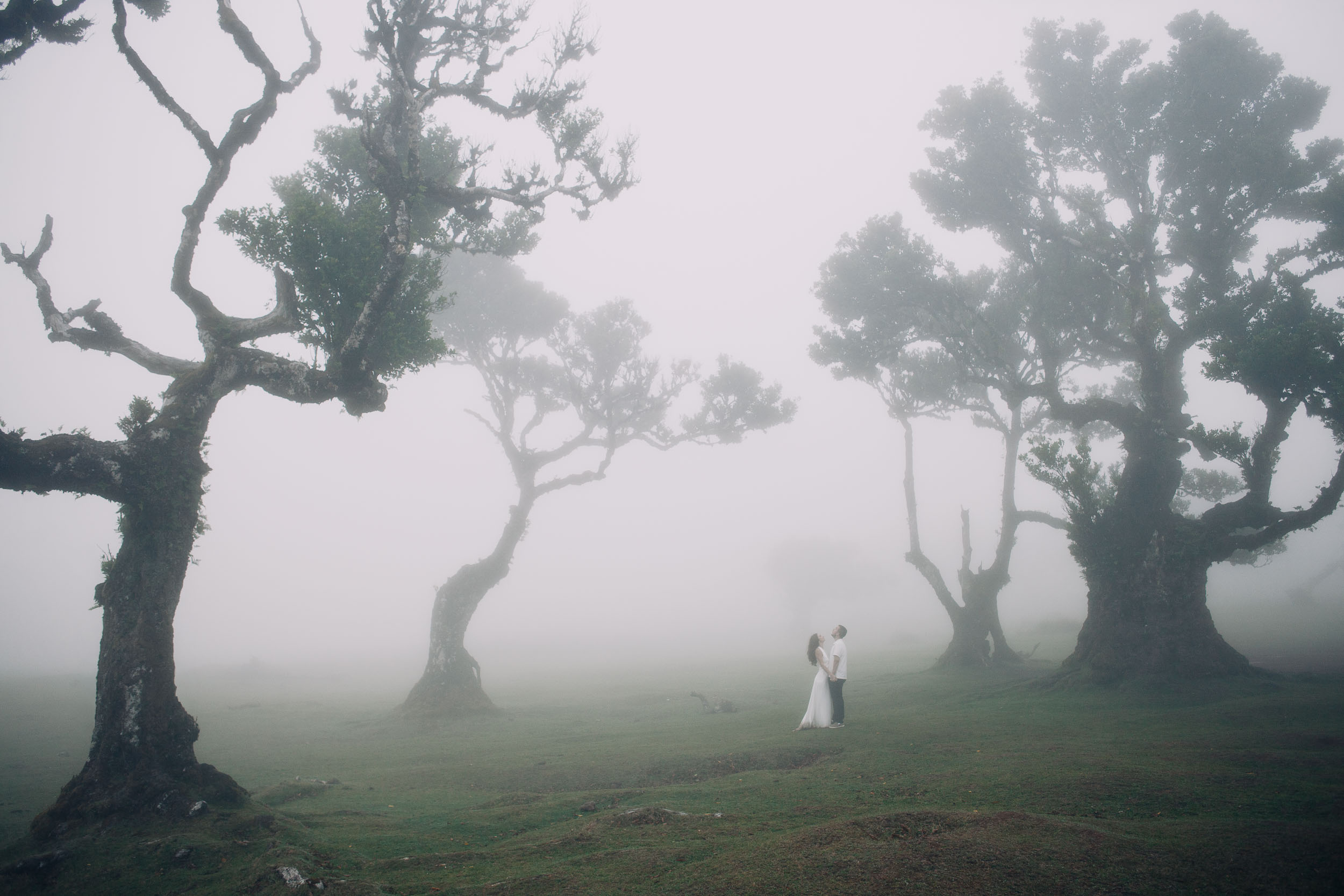 Scale of the plateau: two figures between centuries-old trunks in thick cloud, Fanal Forest, Madeira
