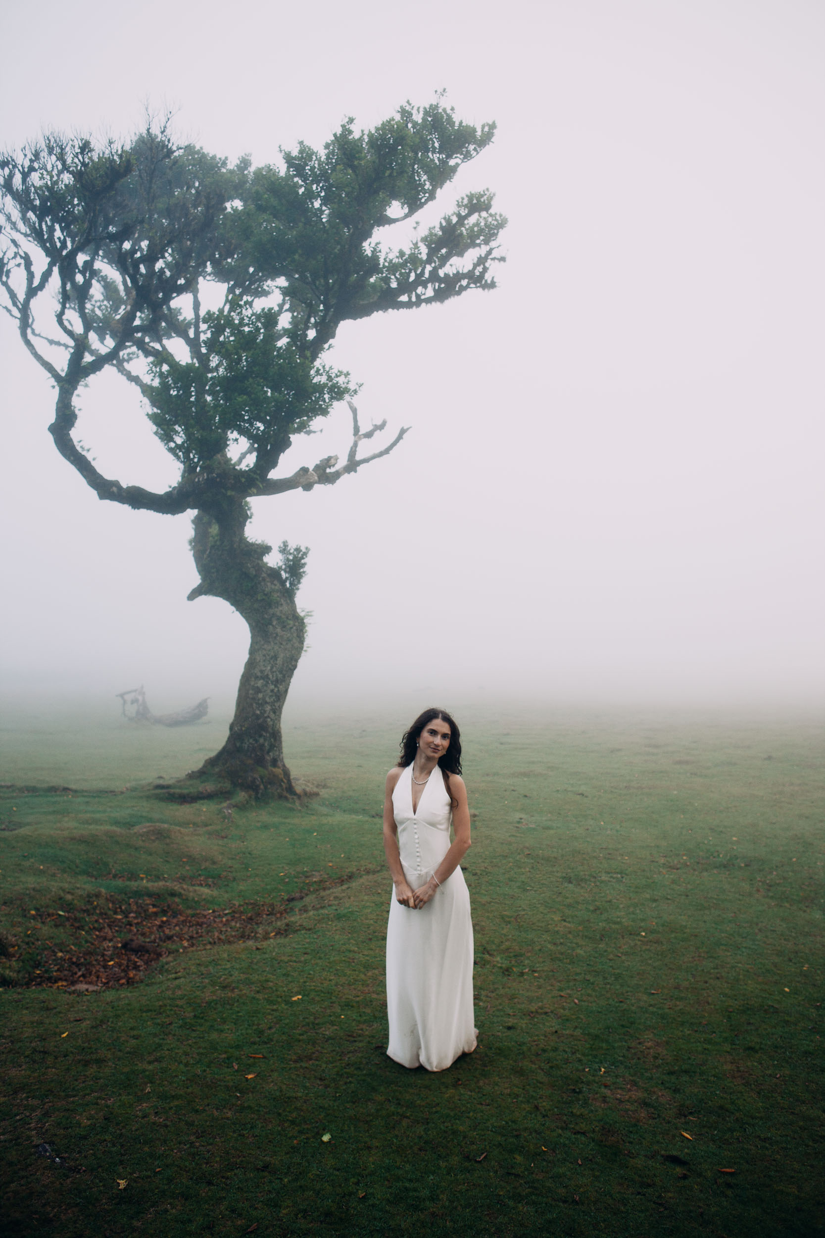 One tree standing alone in the open with nothing behind it but cloud, Fanal Forest, Madeira