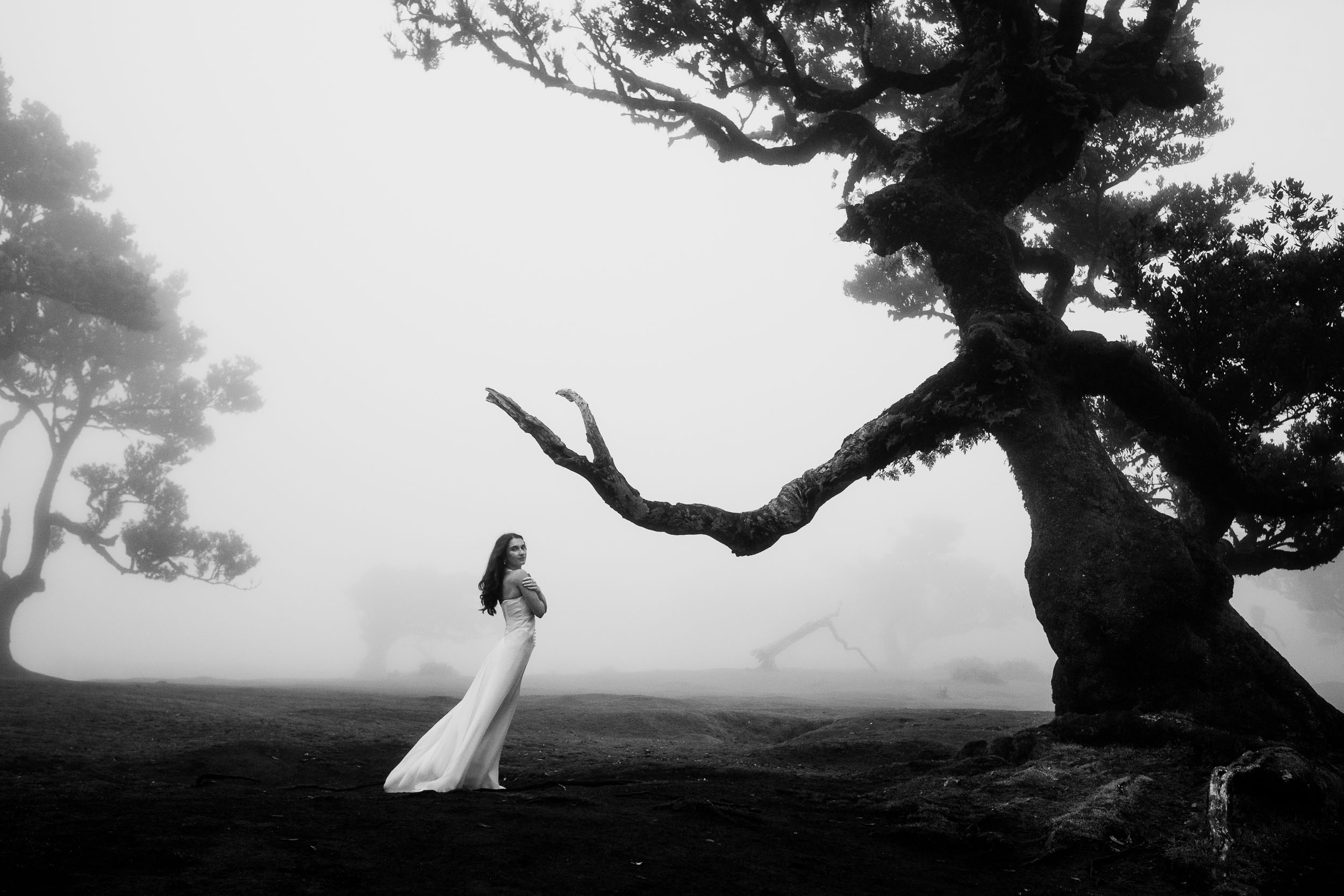 Closer black and white frame beneath the same laurel, Fanal Forest, Madeira