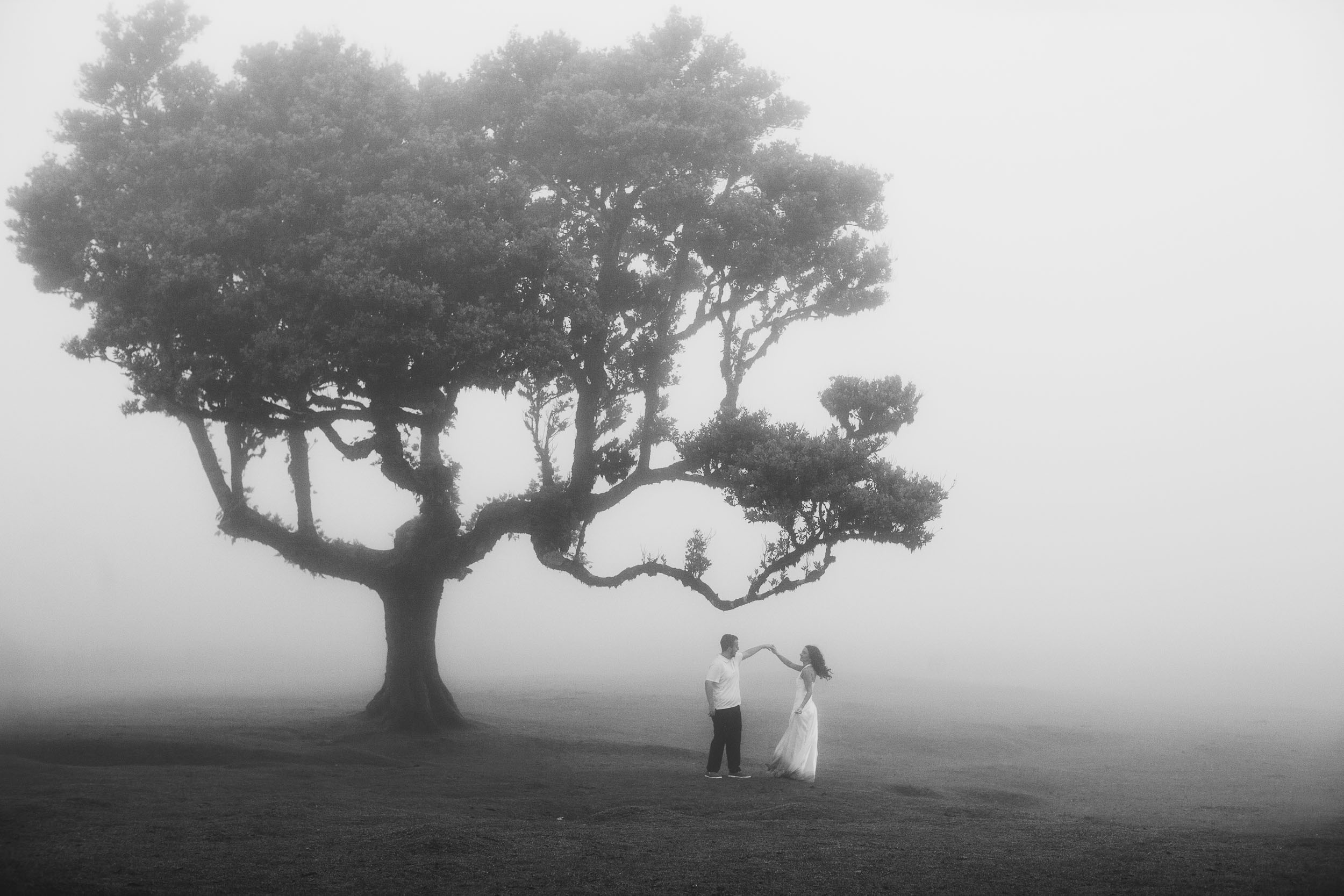 Black and white wide frame at the foot of one of the oldest trees here, Fanal Forest, Madeira