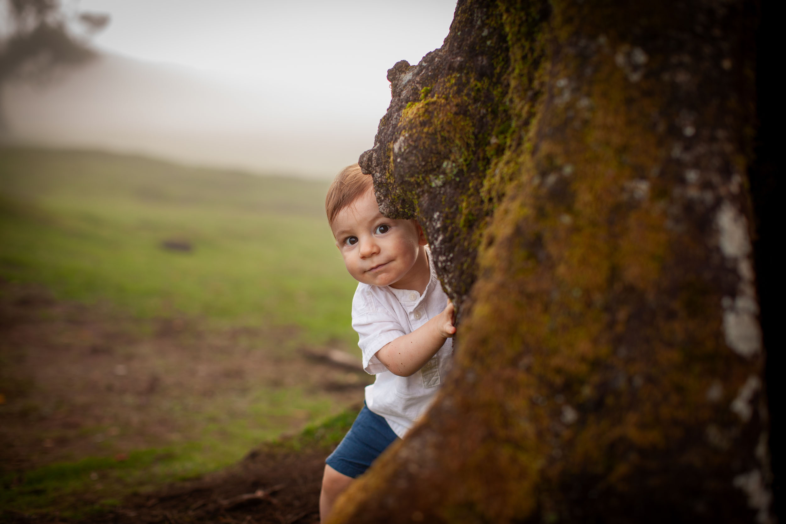 Baby boy peeks around the trunk of a moss-covered ancient laurel tree, foggy meadow behind, Fanal Forest, Madeira