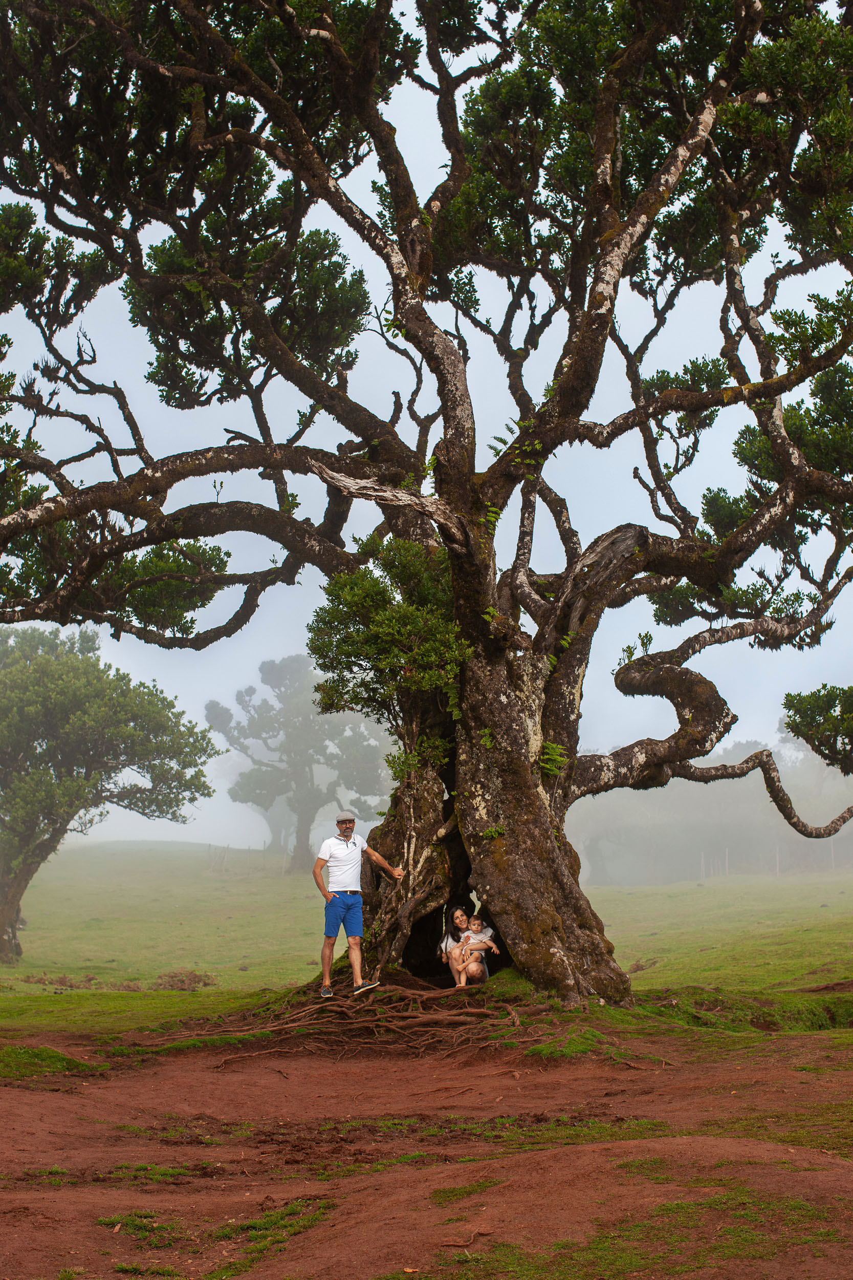 Family Session at Fanal Forest, Madeira. October 2025