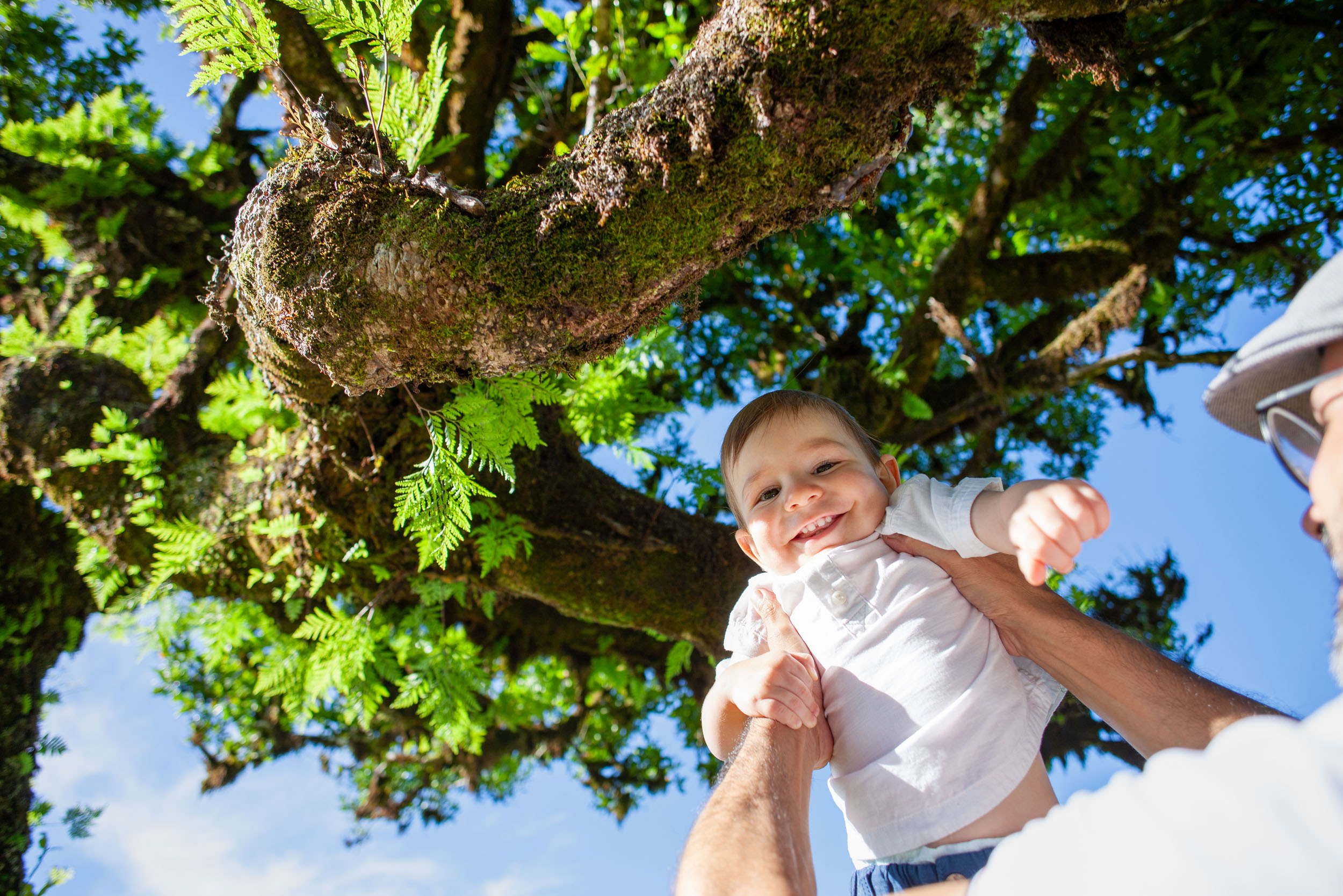 Father lifts baby boy toward a moss-covered laurel branch overhead, low angle, blue sky and ferns behind, Fanal Forest, Madeira