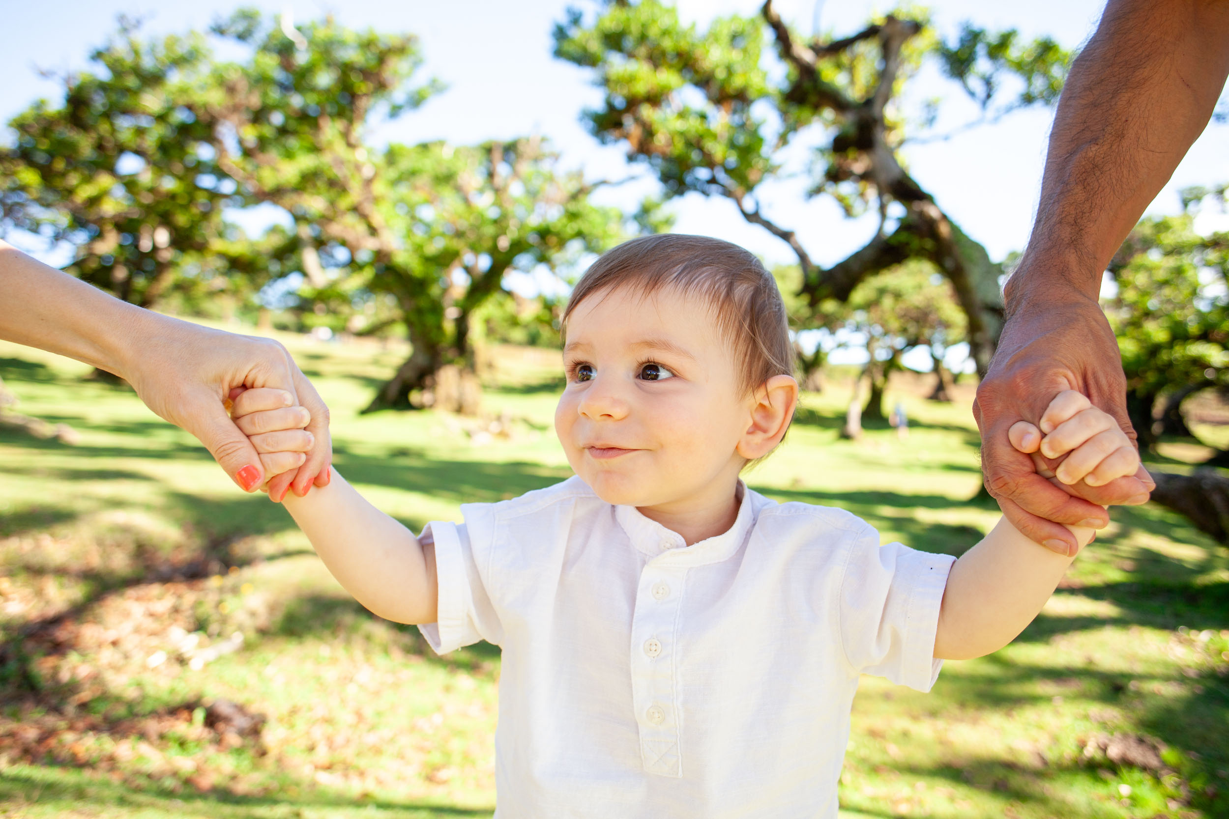 Baby boy holds both parents' hands, looking up curiously, ancient laurel trees and blue sky behind, Fanal Forest, Madeira