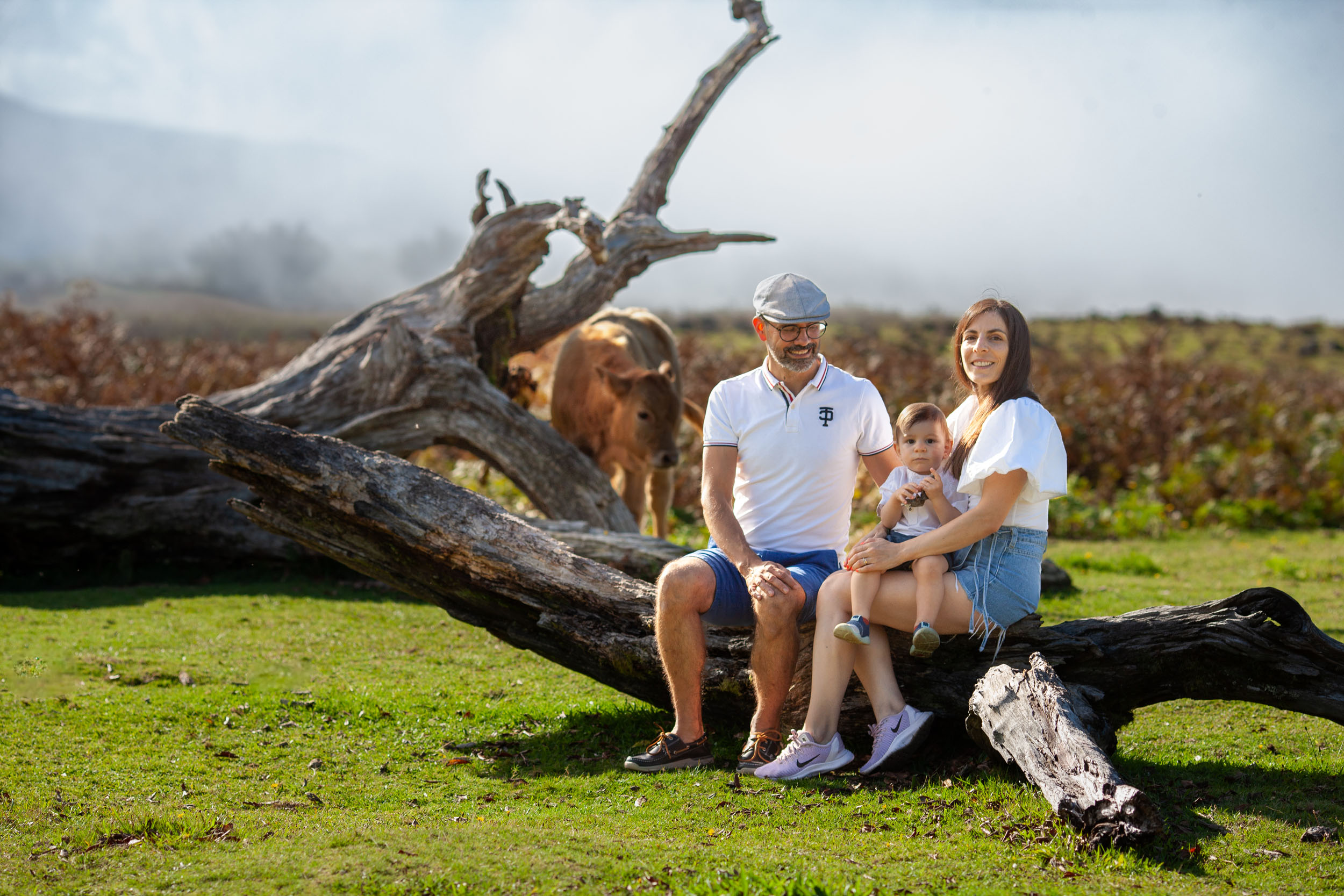 Family seated on a fallen ancient laurel trunk, cow standing in fog behind them, Fanal plateau, Madeira