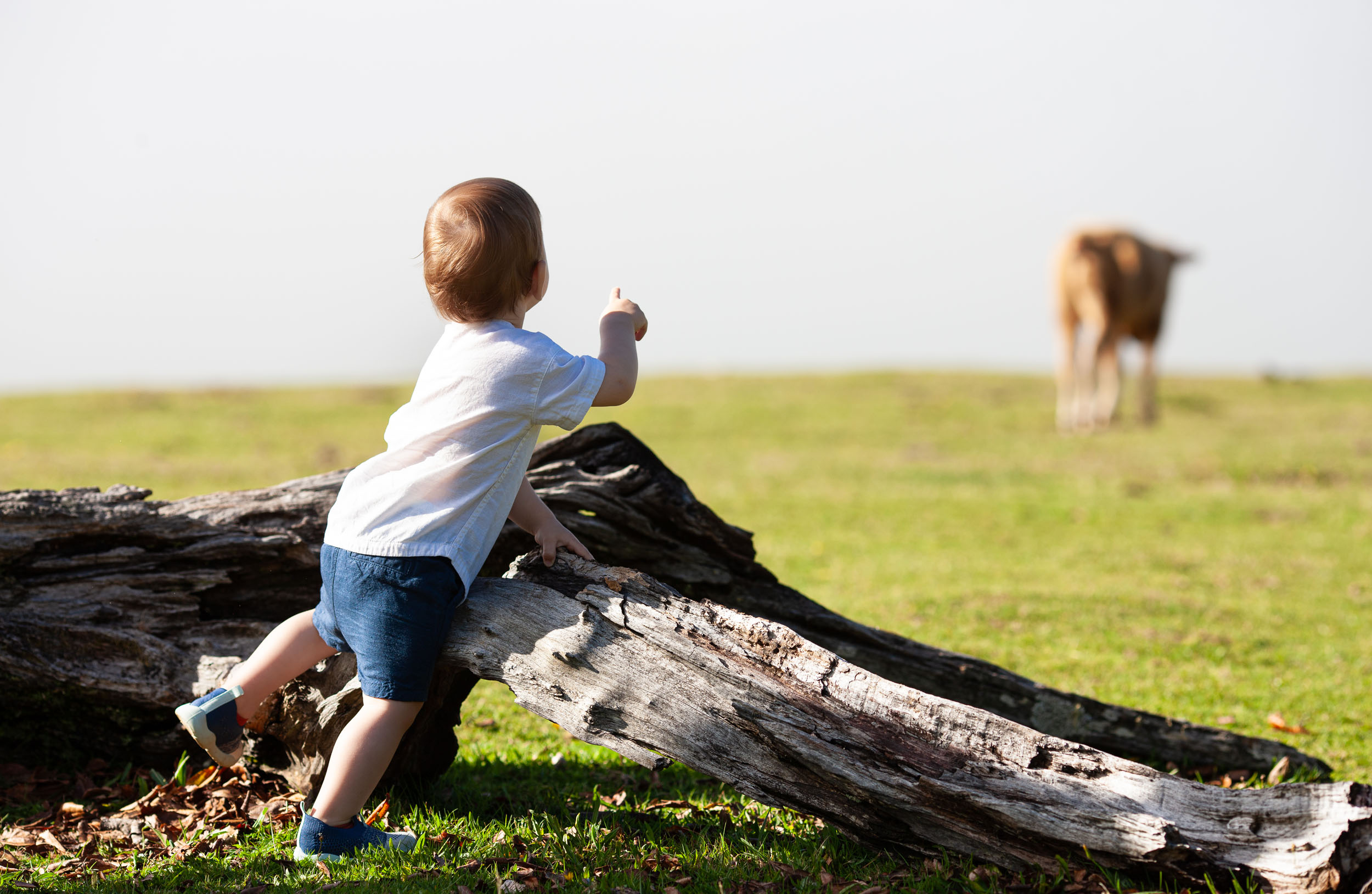 Baby climbs on a fallen ancient laurel trunk, pointing toward a cow in the misty meadow behind, Fanal Forest, Madeira