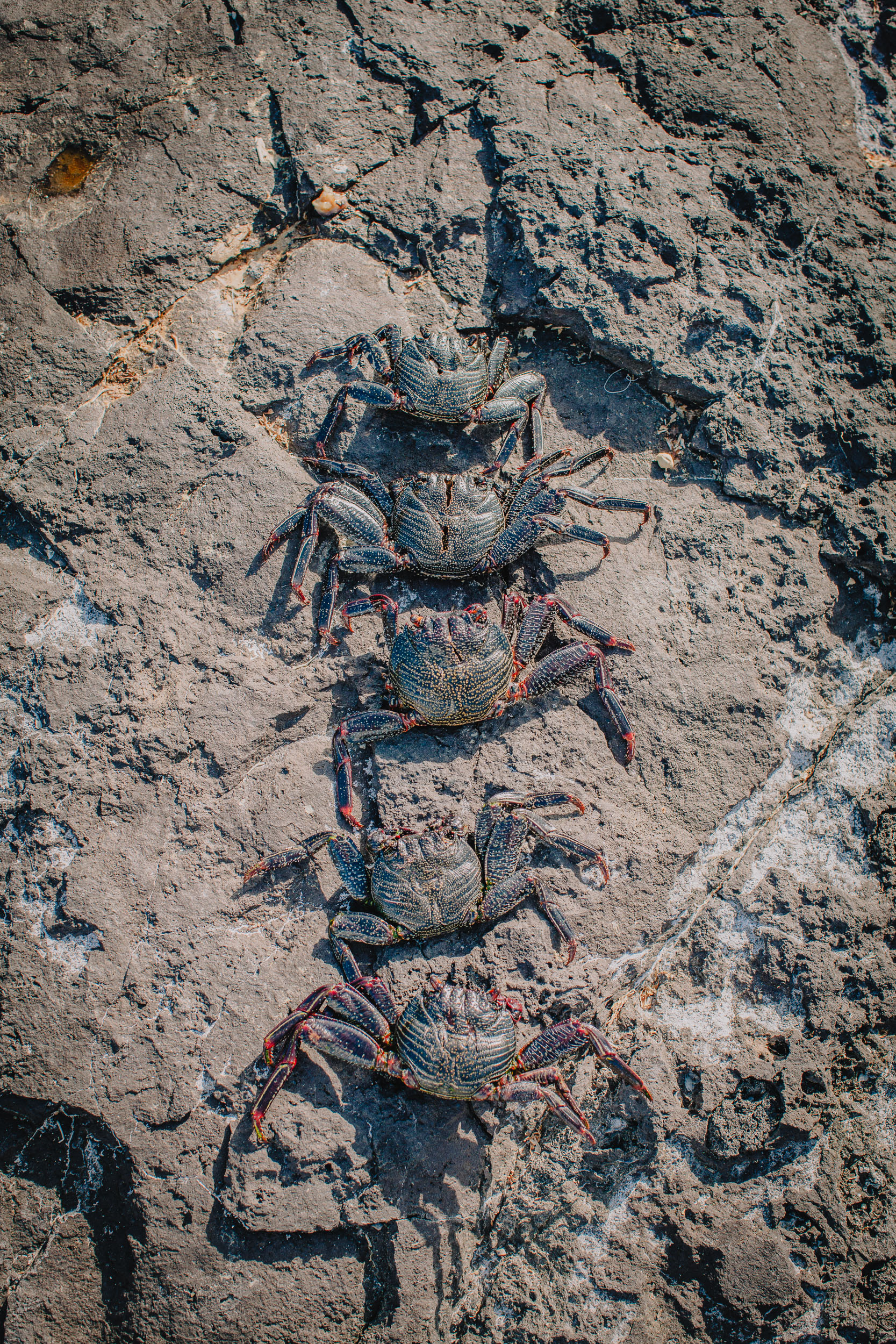 Detail. Five crabs in a line on the sunlit volcanic rock at the waterline, Camara de Lobos, Madeira