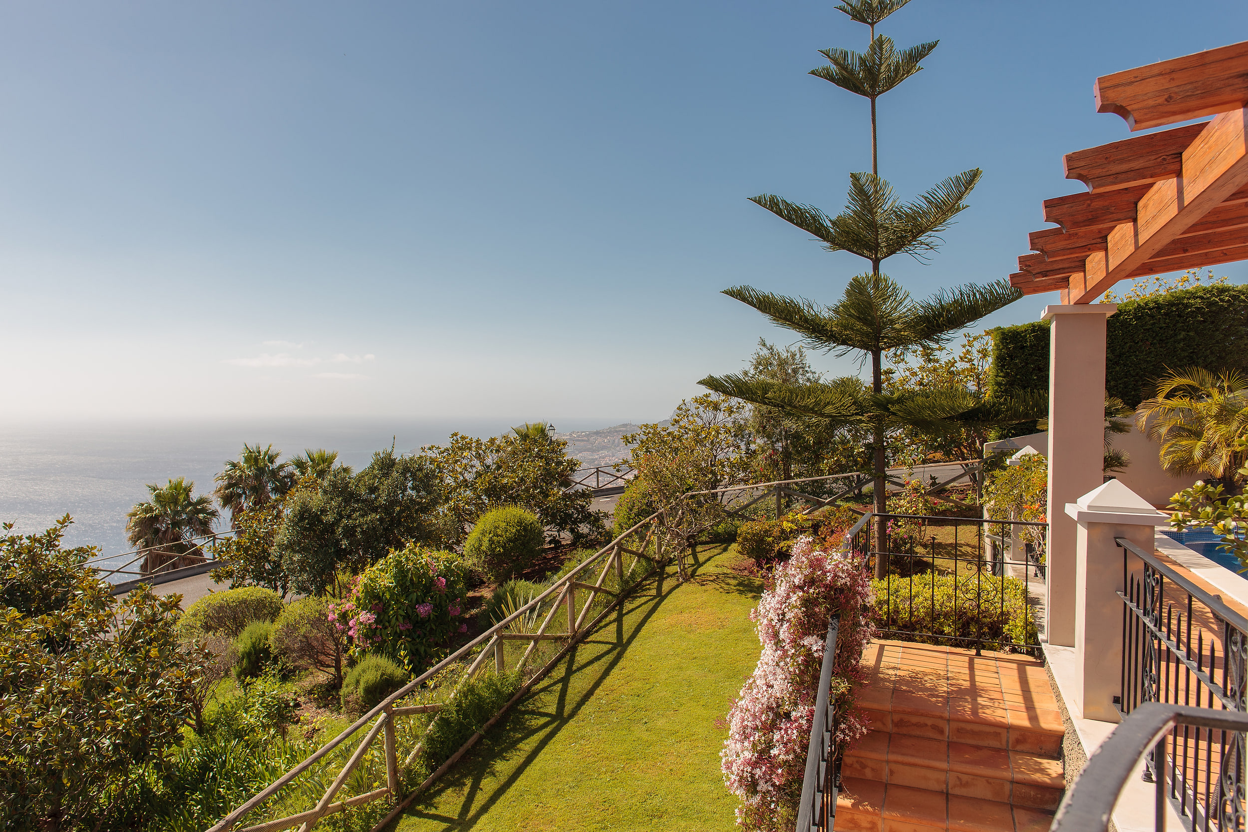 Sloping garden with a lawn, palms and a tall Norfolk pine above the ocean, the coastline in the distance